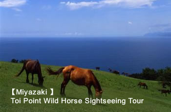 Miyazaki Toi Point Wild Horse Sightseeing Tour