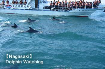 Nagasaki Dolphin Watching